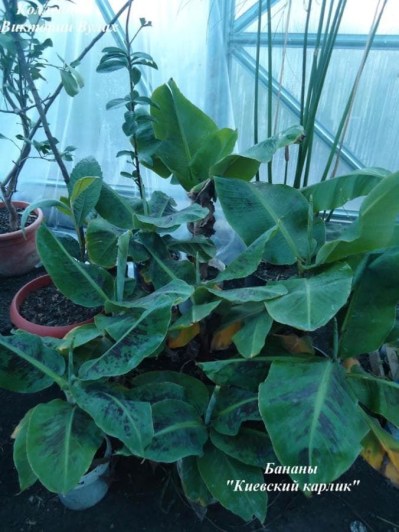 Musa Dwarf Cavendish